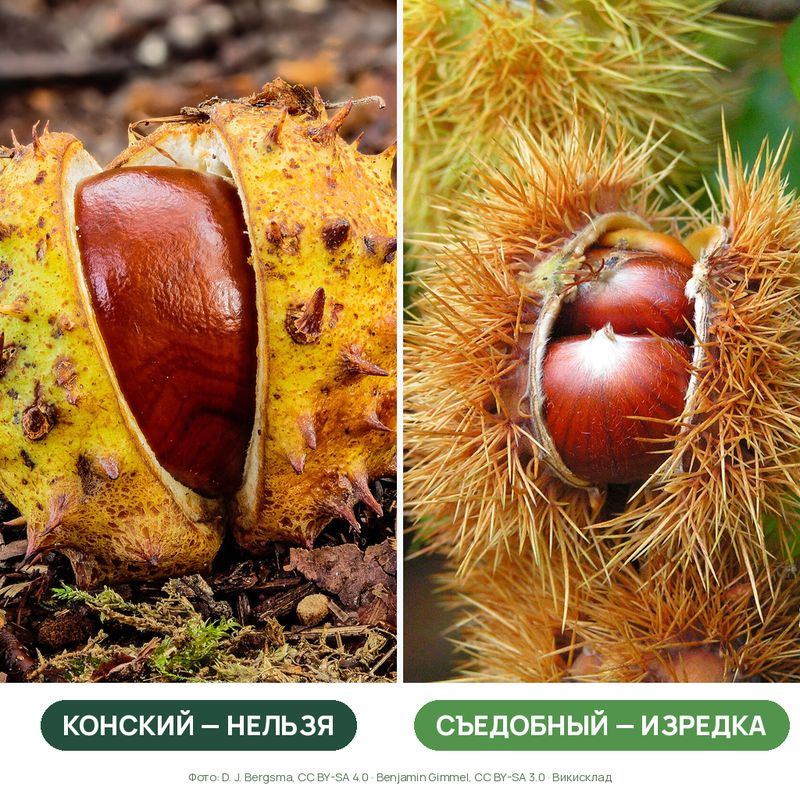 Можно ли попугаям каштаны: конский и съедобный